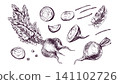 Beetroot and beet slices hand drawn ink illustration. Engraving style vegetable set for culinary design. Fresh organic root crop with leaves for ingredient and farm harvest menu. 141102726