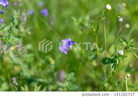 Purple bellflower in sunlit meadow with wild grasses 141102727