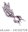Beetroot drawing with green leaf in engraving style. Hand drawn ink sketch of raw vegetable. Detailed botanical illustration of beet for cooking menu, farm product label and design. 141102728