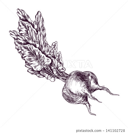 Beetroot drawing with green leaf in engraving style. Hand drawn ink sketch of raw vegetable. Detailed botanical illustration of beet for cooking menu, farm product label and design. Beetroot drawing with green leaf in engraving style. Hand drawn ink sketch of raw vegetable. Detailed botanical illustration of beet for cooking menu, farm product label and design. 141102728