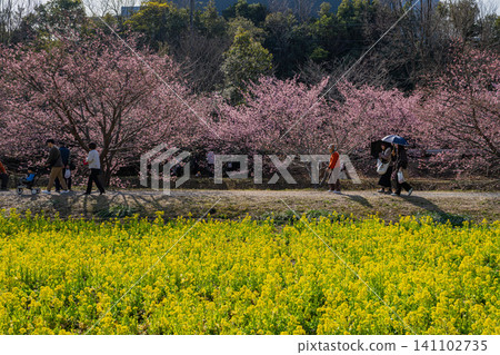 Scenery of Kawazu cherry blossoms at Higashidaiyama in Hamamatsu City (Shizuoka Prefecture) 141102735