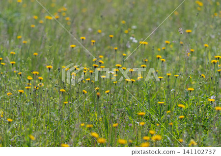 Sunlit meadow of yellow wildflowers and green grass Sunlit meadow of yellow wildflowers and green grass 141102737