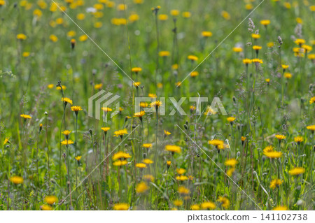 Field of yellow wildflowers in summer meadow Field of yellow wildflowers in summer meadow 141102738