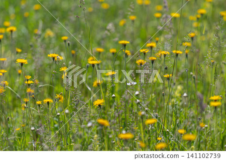 Wildflower meadow with yellow dandelion blooms in soft daylight Wildflower meadow with yellow dandelion blooms in soft daylight 141102739