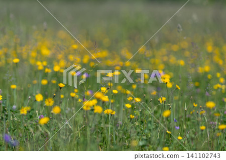 Meadow of yellow wildflowers in soft summer light Meadow of yellow wildflowers in soft summer light 141102743