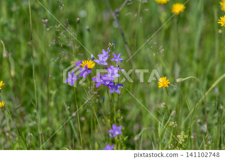 Purple bellflowers and yellow daisies in a sunlit meadow Purple bellflowers and yellow daisies in a sunlit meadow 141102748