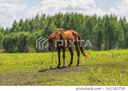 Chestnut horse grazing in sunlit meadow with forest backdrop Chestnut horse grazing in sunlit meadow with forest backdrop 141102750