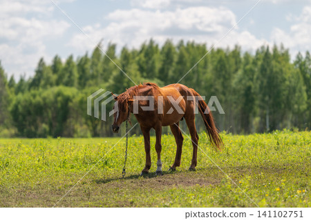 Chestnut horse grazing in sunlit green field with forest background Chestnut horse grazing in sunlit green field with forest background 141102751
