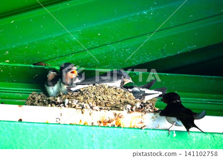 Swallow's chick Swallow's chick 141102758