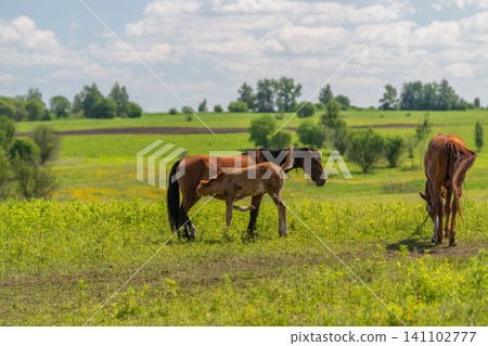 Grazing mare and foal in sunlit green meadow Grazing mare and foal in sunlit green meadow 141102777