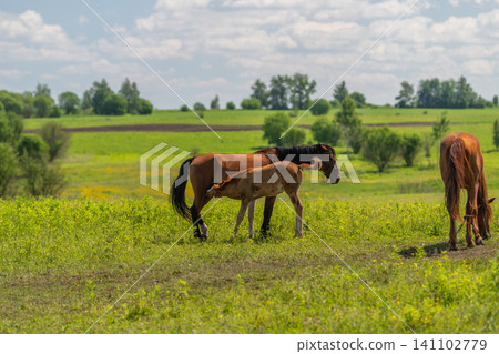 Mare and foal grazing on sunny green pasture with rolling fields Mare and foal grazing on sunny green pasture with rolling fields 141102779