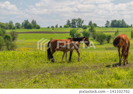 Chestnut mare and foal grazing in green pasture Chestnut mare and foal grazing in green pasture 141102782