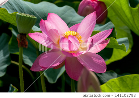 蓮花 蓮花 141102798