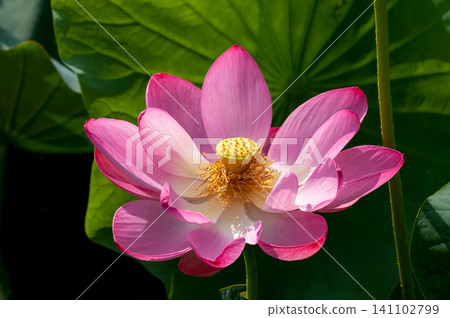 蓮花 蓮花 141102799