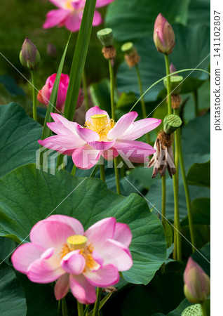 蓮花 蓮花 141102807
