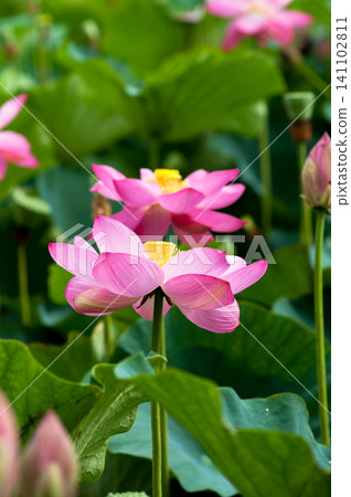 蓮花 蓮花 141102811
