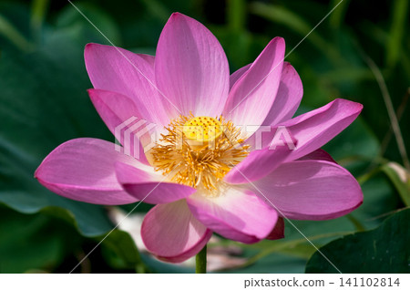 蓮花 141102814