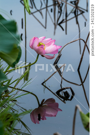 蓮花 141102819