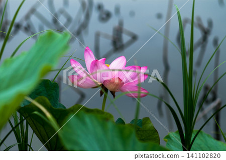 蓮花 141102820