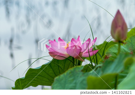 蓮花 蓮花 141102821