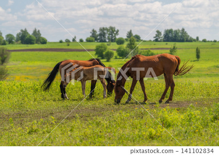 Three grazing horses in a sunlit green meadow 141102834