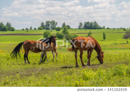 Three brown horses grazing in a sunlit green meadow 141102839