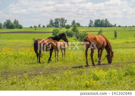 Brown mare and two foals grazing on summer meadow Brown mare and two foals grazing on summer meadow 141102840