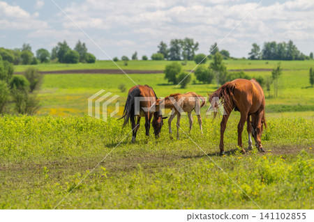 Three horses grazing in a sunlit green meadow 141102855