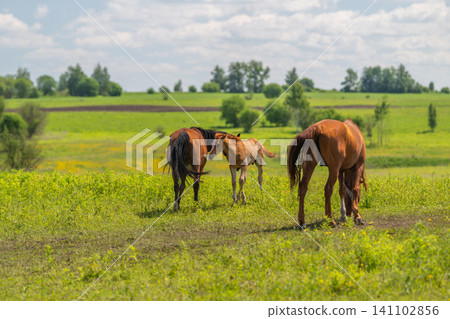 Three horses grazing on a sunlit summer meadow Three horses grazing on a sunlit summer meadow 141102856