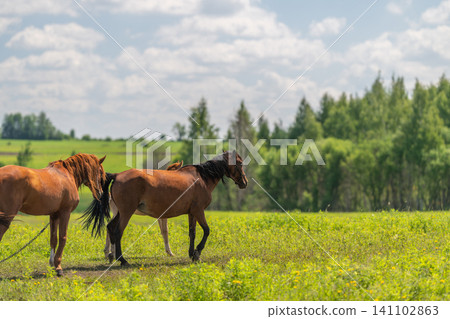 Two brown horses grazing in a sunlit meadow near a forest Two brown horses grazing in a sunlit meadow near a forest 141102863