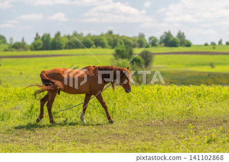 Young brown foal walking on grassy field with rolling countryside Young brown foal walking on grassy field with rolling countryside 141102868