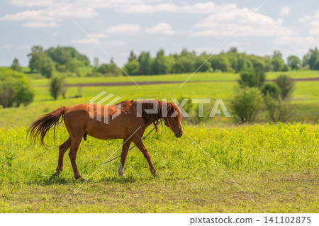 Chestnut horse grazing in sunny green meadow Chestnut horse grazing in sunny green meadow 141102875
