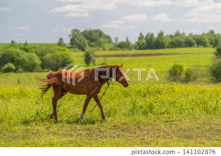 Chestnut horse walking across sunlit meadow with rolling green hills Chestnut horse walking across sunlit meadow with rolling green hills 141102876