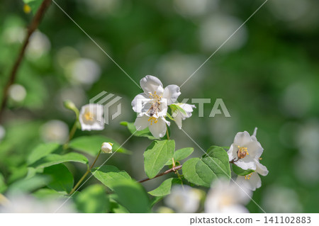 White jasmine blossoms on leafy green branch in soft natural light 141102883