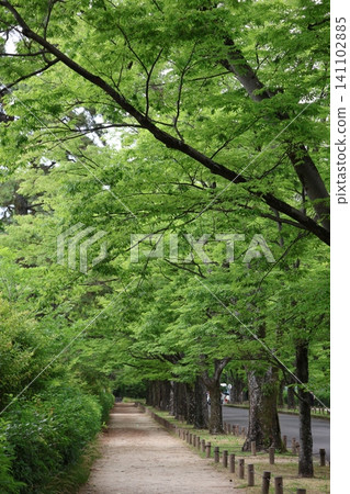 綠樹成蔭,櫸樹枝繁葉茂,還有一條步行小徑。 綠樹成蔭,櫸樹枝繁葉茂,還有一條步行小徑。 141102885