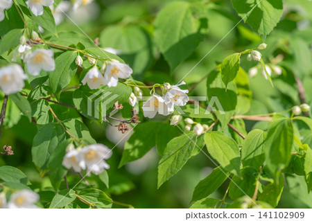 White jasmine-like flowers on leafy green shrub in sunlight 141102909
