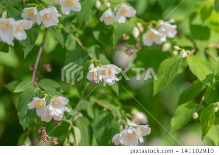 White jasmine blossoms on green leafy shrub in soft sunlight White jasmine blossoms on green leafy shrub in soft sunlight 141102910