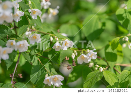 Delicate white jasmine blossoms on green leafy shrub in soft sunlight Delicate white jasmine blossoms on green leafy shrub in soft sunlight 141102911