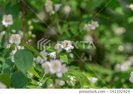 White wildflower blossoms on leafy green shrub in dappled sunlight White wildflower blossoms on leafy green shrub in dappled sunlight 141102929