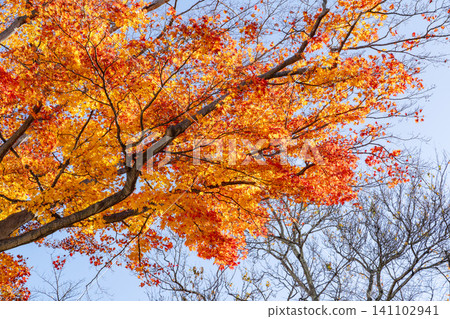 日本 美麗 楓葉 旅遊 背景 楓樹  Maple leaf メープルリーフ 紅葉 モミジ もみじ 141102941