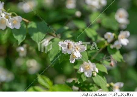 White jasmine blossoms on green leafy shrub with soft sunlight White jasmine blossoms on green leafy shrub with soft sunlight 141102952