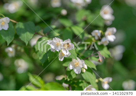 White jasmine blossoms on green shrub with bee White jasmine blossoms on green shrub with bee 141102970