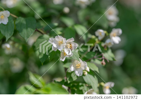 White jasmine blossoms on leafy green shrub in soft natural light 141102972