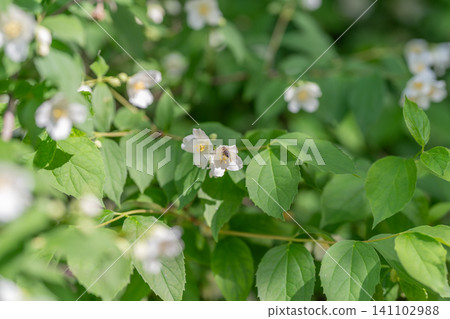 White jasmine-like flowers on green leafy shrub in soft daylight White jasmine-like flowers on green leafy shrub in soft daylight 141102988