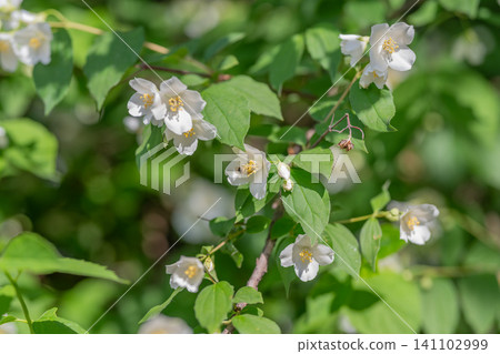 White shrub blossoms amid green summer foliage White shrub blossoms amid green summer foliage 141102999