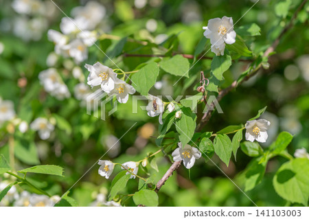 White mock orange blossoms on leafy green shrub in sunlight White mock orange blossoms on leafy green shrub in sunlight 141103003