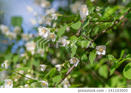 White jasmine blossoms on sunlit leafy branch White jasmine blossoms on sunlit leafy branch 141103005