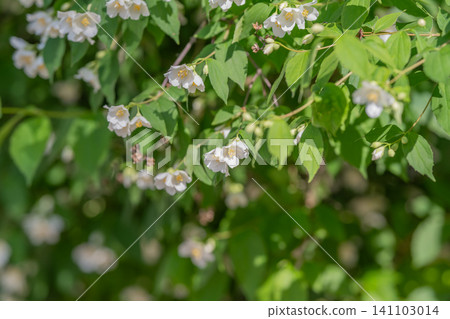 Cluster of small white woodland flowers on leafy green branches Cluster of small white woodland flowers on leafy green branches 141103014