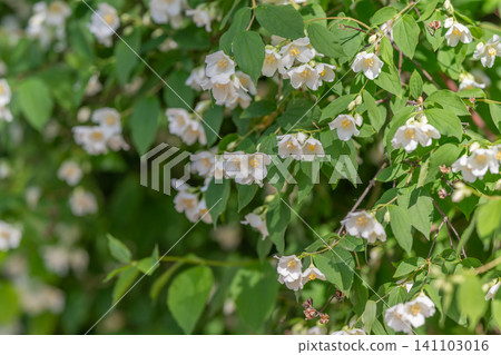 Blooming white jasmine flowers on leafy garden shrub in natural light Blooming white jasmine flowers on leafy garden shrub in natural light 141103016