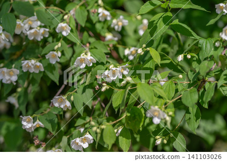 White spring blossoms on leafy green shrub in sunlight White spring blossoms on leafy green shrub in sunlight 141103026